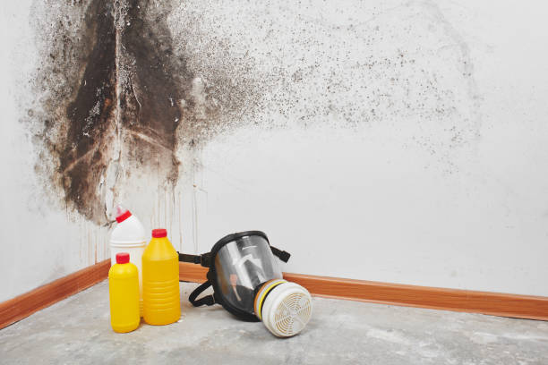Best Professional Mold Removal  in Fairview Ferndale, PA