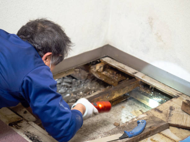 Best Commercial Mold Removal  in Fairview Ferndale, PA