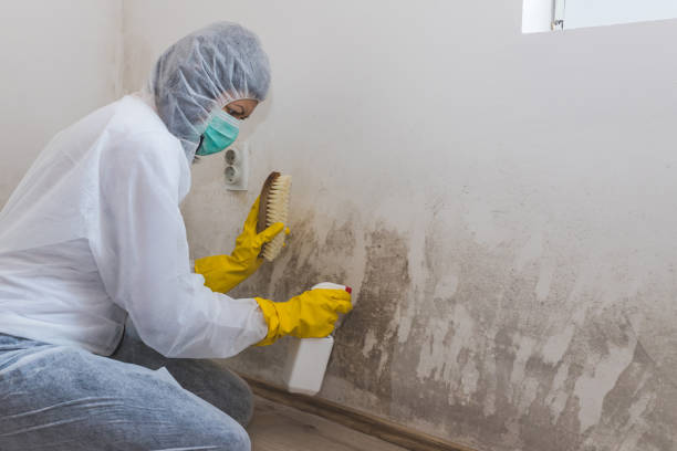 Best Attic Mold Removal  in Fairview Ferndale, PA
