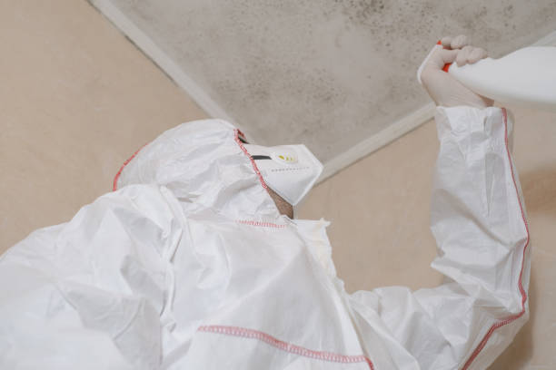 Best Certified Mold Removal  in Fairview Ferndale, PA