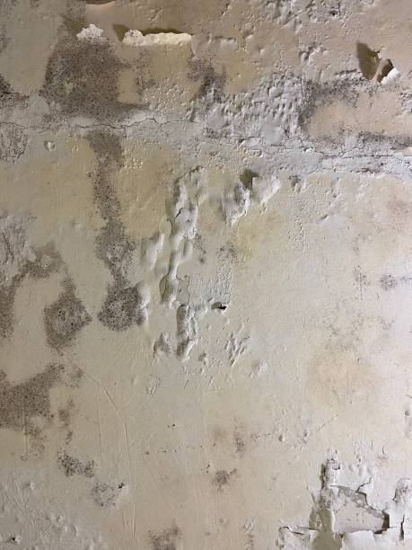 Best Fast Mold Removal  in Fairview Ferndale, PA