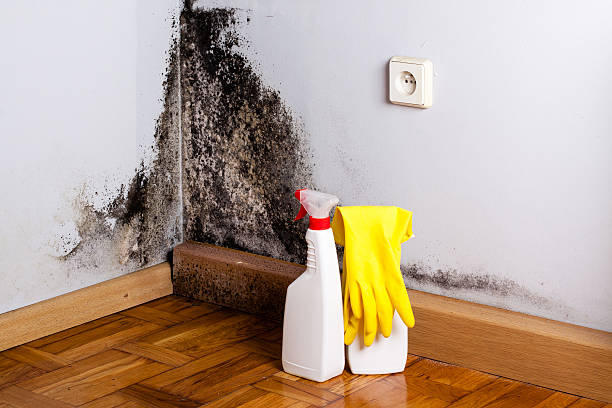 Best Office Mold Removal Services  in Fairview Ferndale, PA