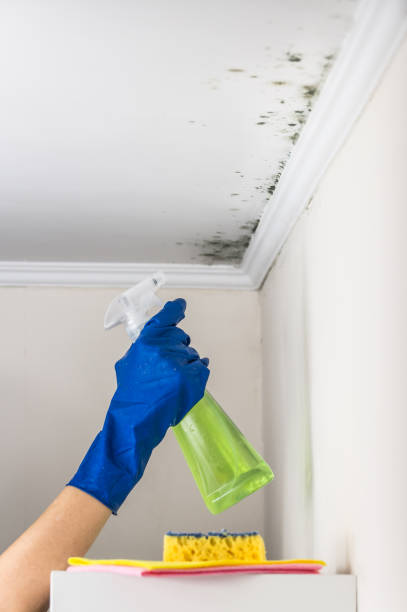 Best Black Mold Removal  in Fairview Ferndale, PA