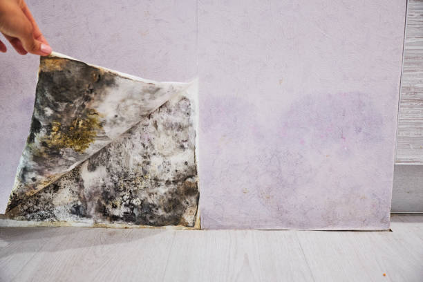 Best Mold Testing  in Fairview Ferndale, PA